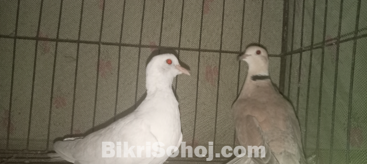 Australian white and ring nake brown dove